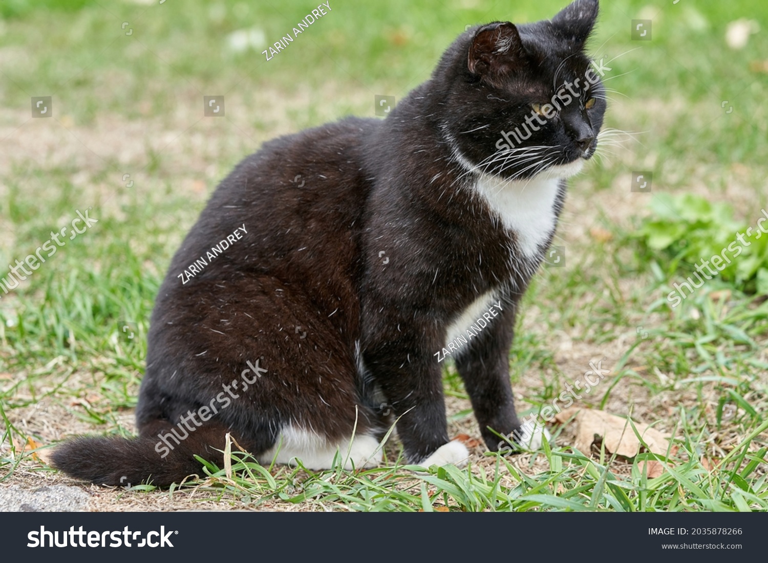 Black Cat White Spots Walks On Stock Photo 2035878266 | Shutterstock