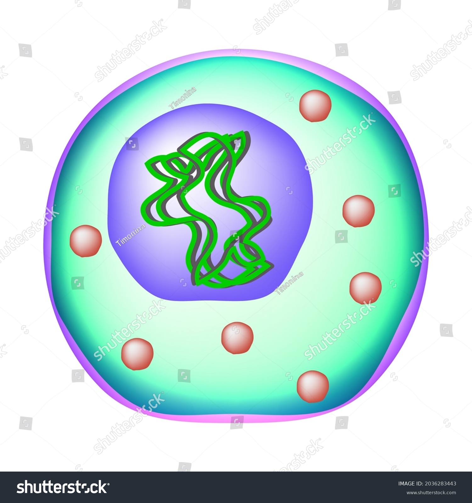 Ureaplasma Urealyticum Bacterial Infections Ureaplasma Sexually Stock Vector Royalty Free 5860