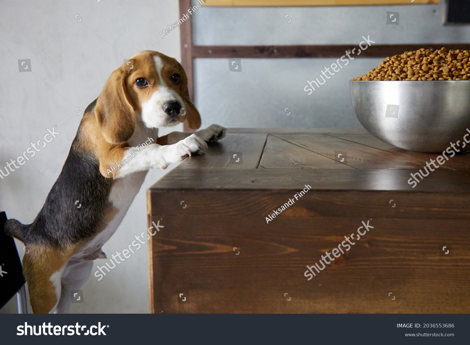 what food do beagle puppies eat