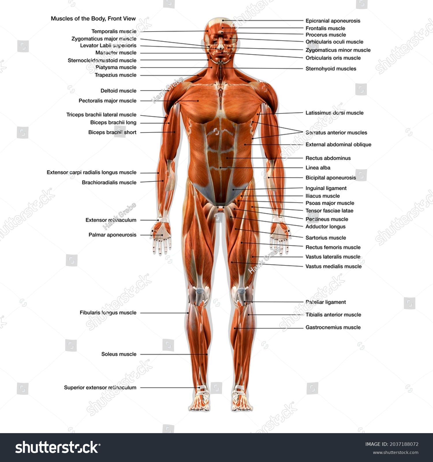 human body muscle chart