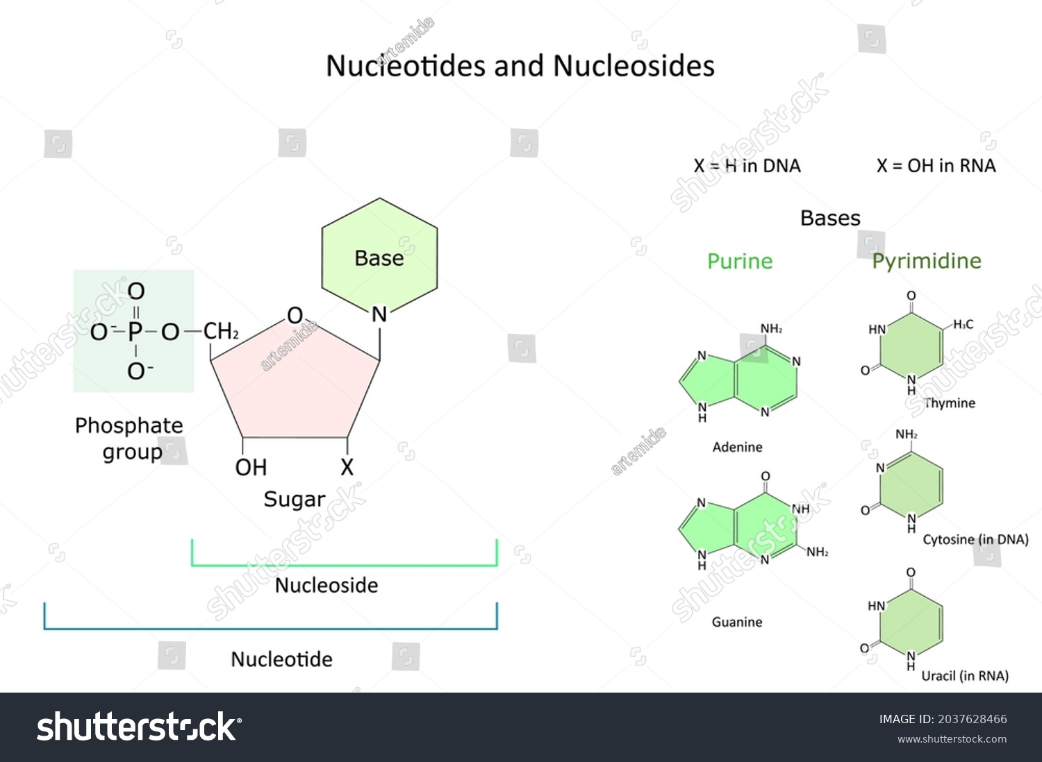 Chemical Structure Nucleotide Nitrogenous Bases Dna Stock Vector ...