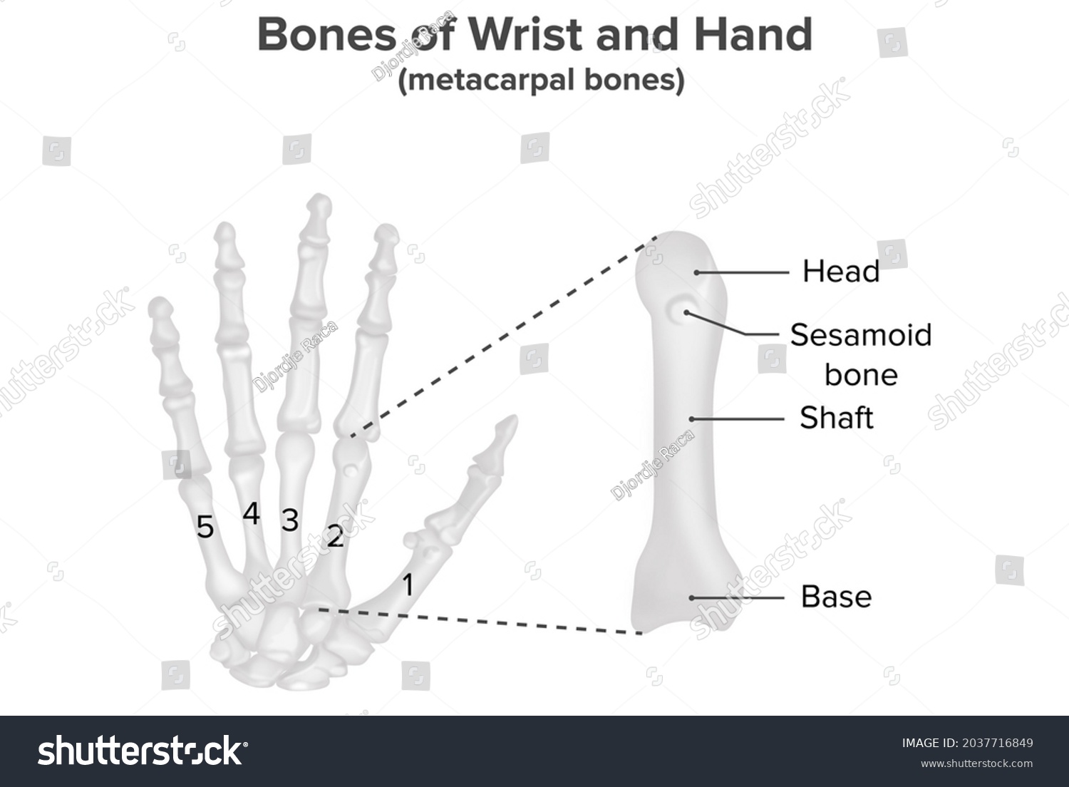 Bones Wrist Hand Metacarpal Bones Anatomy Stock Illustration 2037716849