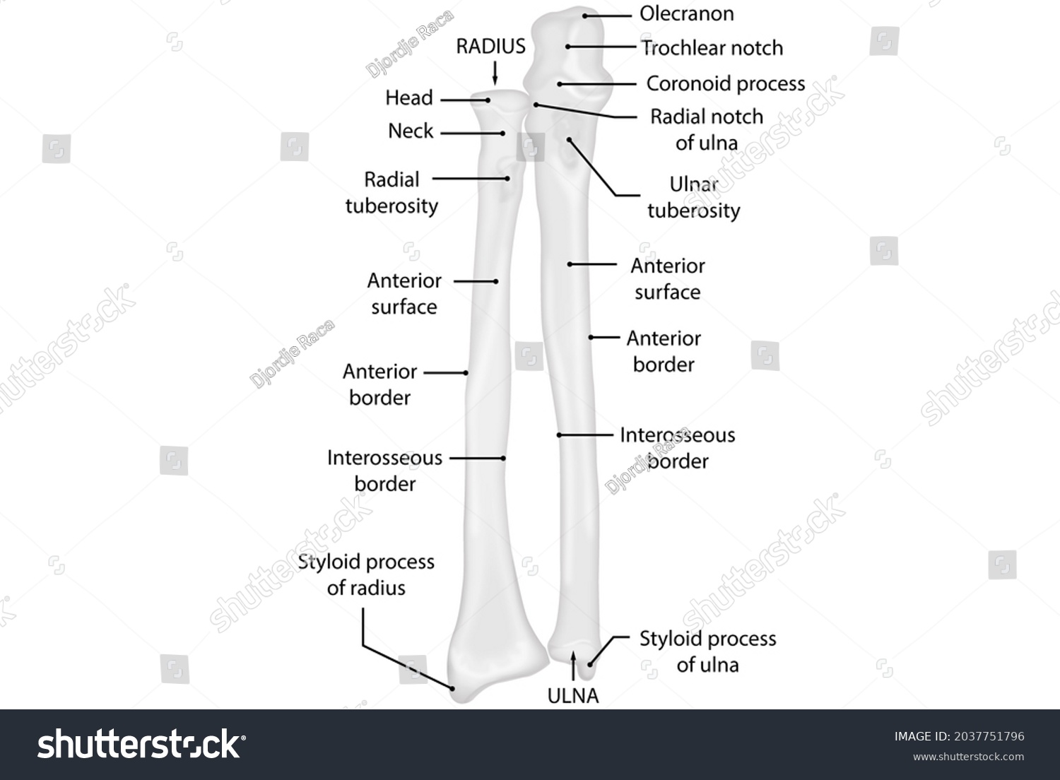 8 Trochlear Process Images, Stock Photos & Vectors 