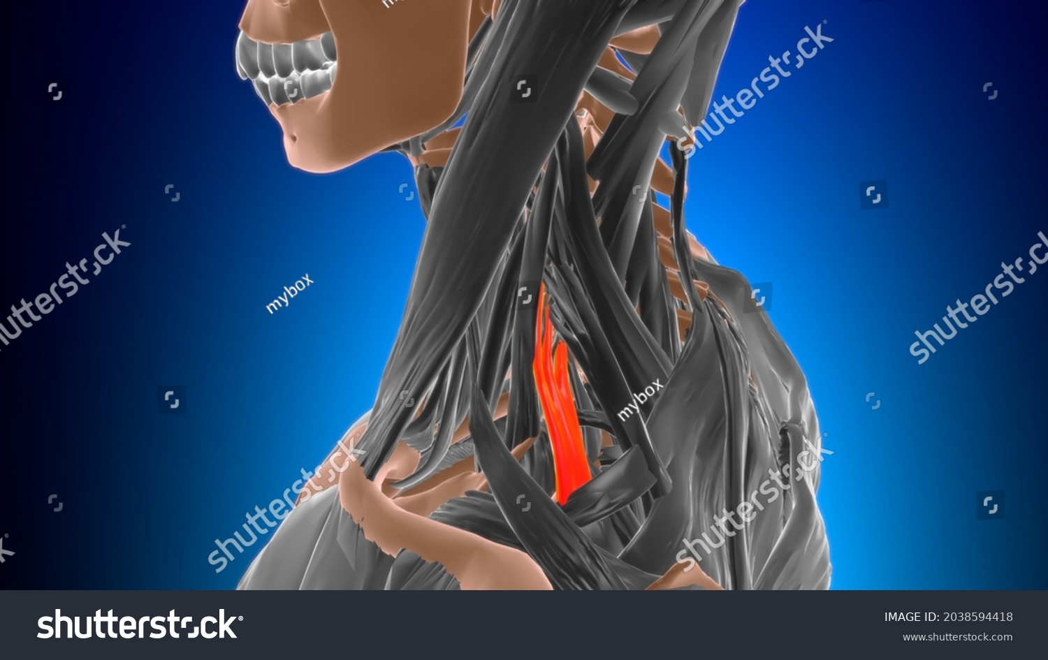 Scalenus Posterior Muscle Anatomy Medical Concept Stock Illustration 