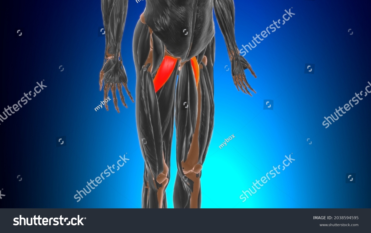 Pectineus Muscle Anatomy Medical Concept 3d Stock Illustration ...