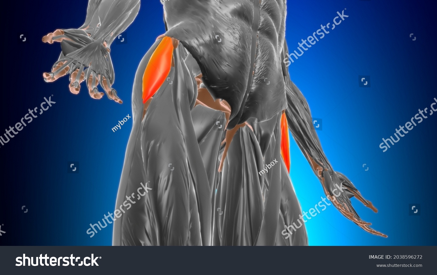 Tensor Fasciae Latae Muscle Anatomy Medical Stock Illustration ...