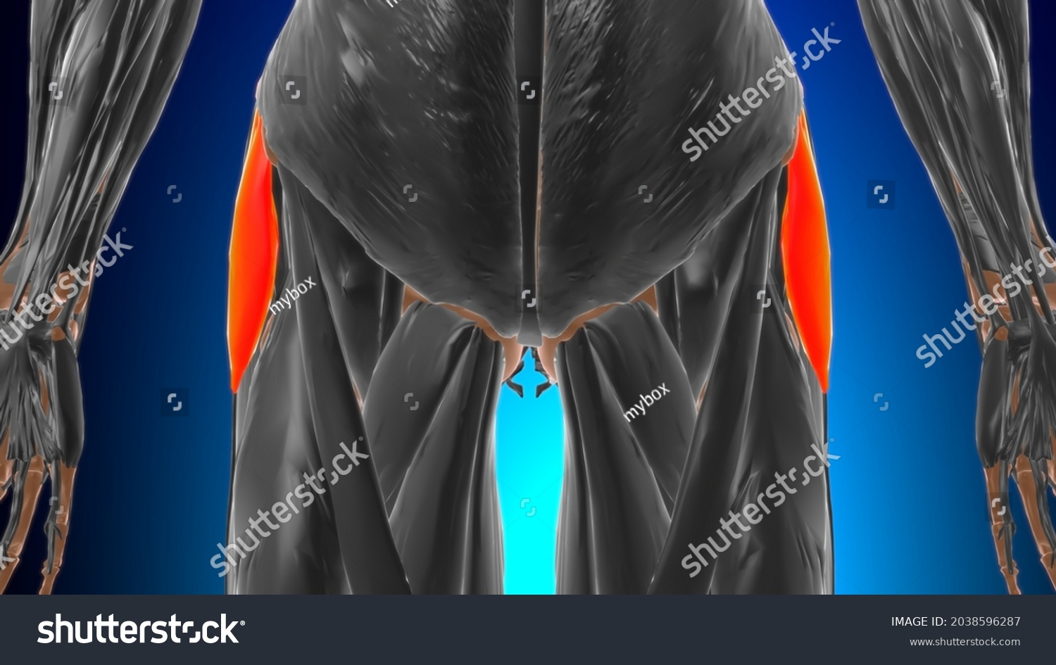 Tensor Fasciae Latae Muscle Anatomy Medical Stock Illustration ...