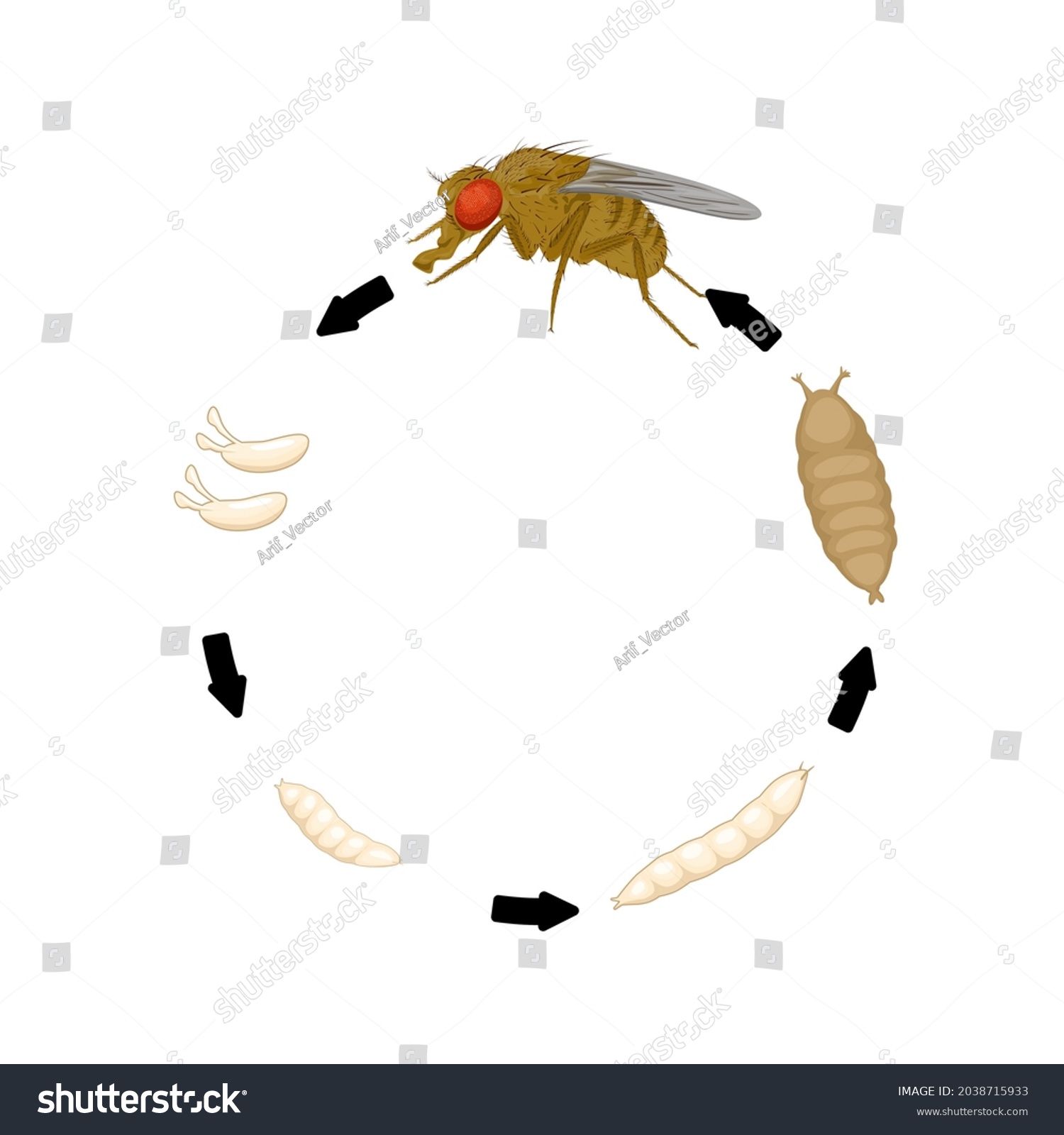 1,028 Common egg fly Images, Stock Photos & Vectors | Shutterstock