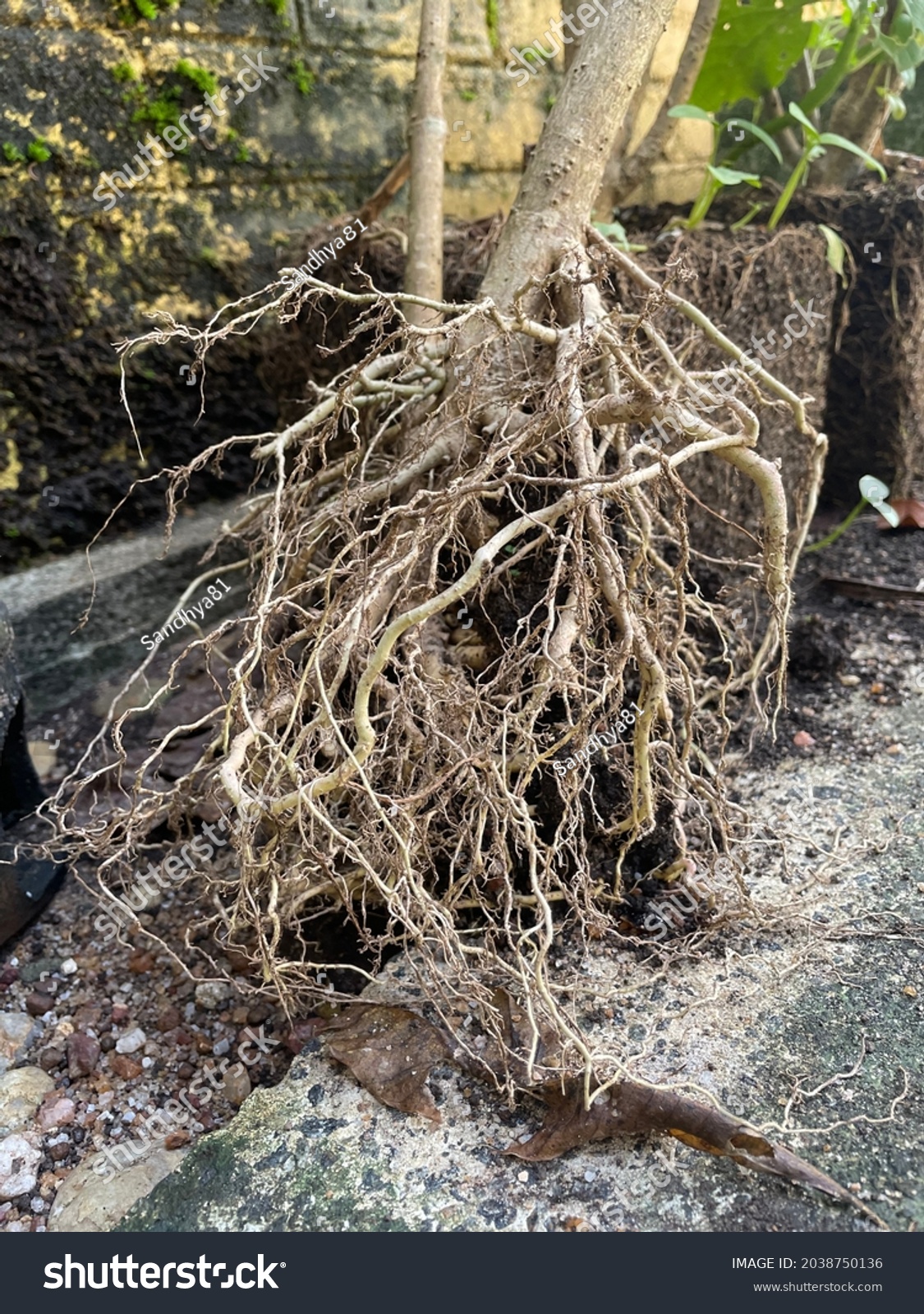 Expose Root System Small Tree Stock Photo 2038750136 | Shutterstock