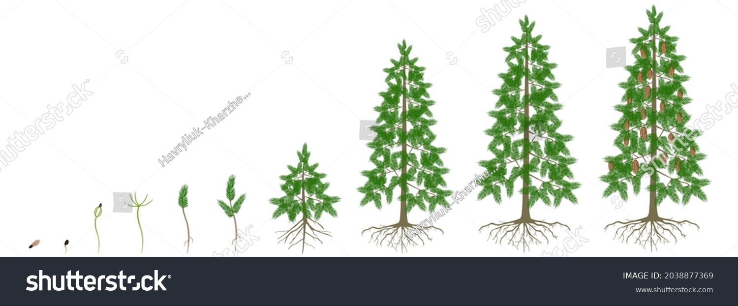 Cycle Growth Spruce Tree On White Stock Vector (Royalty Free ...