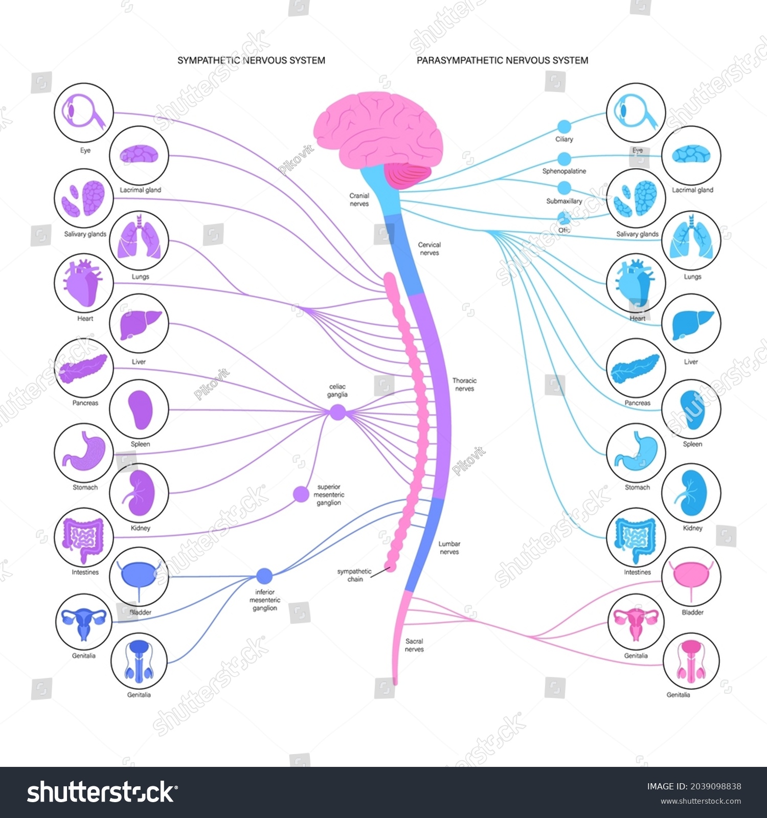 Sympathetic Parasympathetic Nervous Systems Diagram Human Stock Vector ...