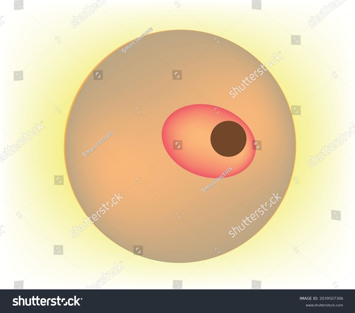 Fertilized Egg Human Body Pregnancy Starts Stock Vector (Royalty Free ...