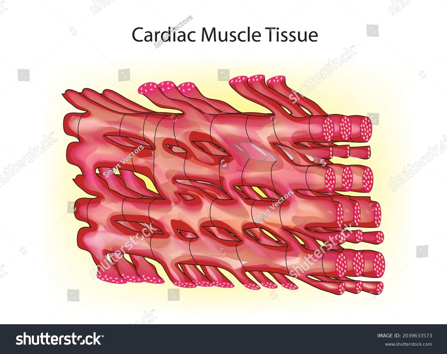 4 Middle cardiac vein Images, Stock Photos & Vectors | Shutterstock