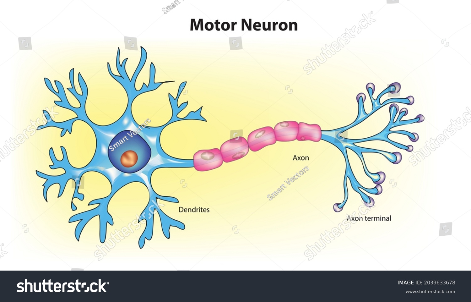 Biological Illustration Motor Neuron Neuronal Cells Stock Vector ...