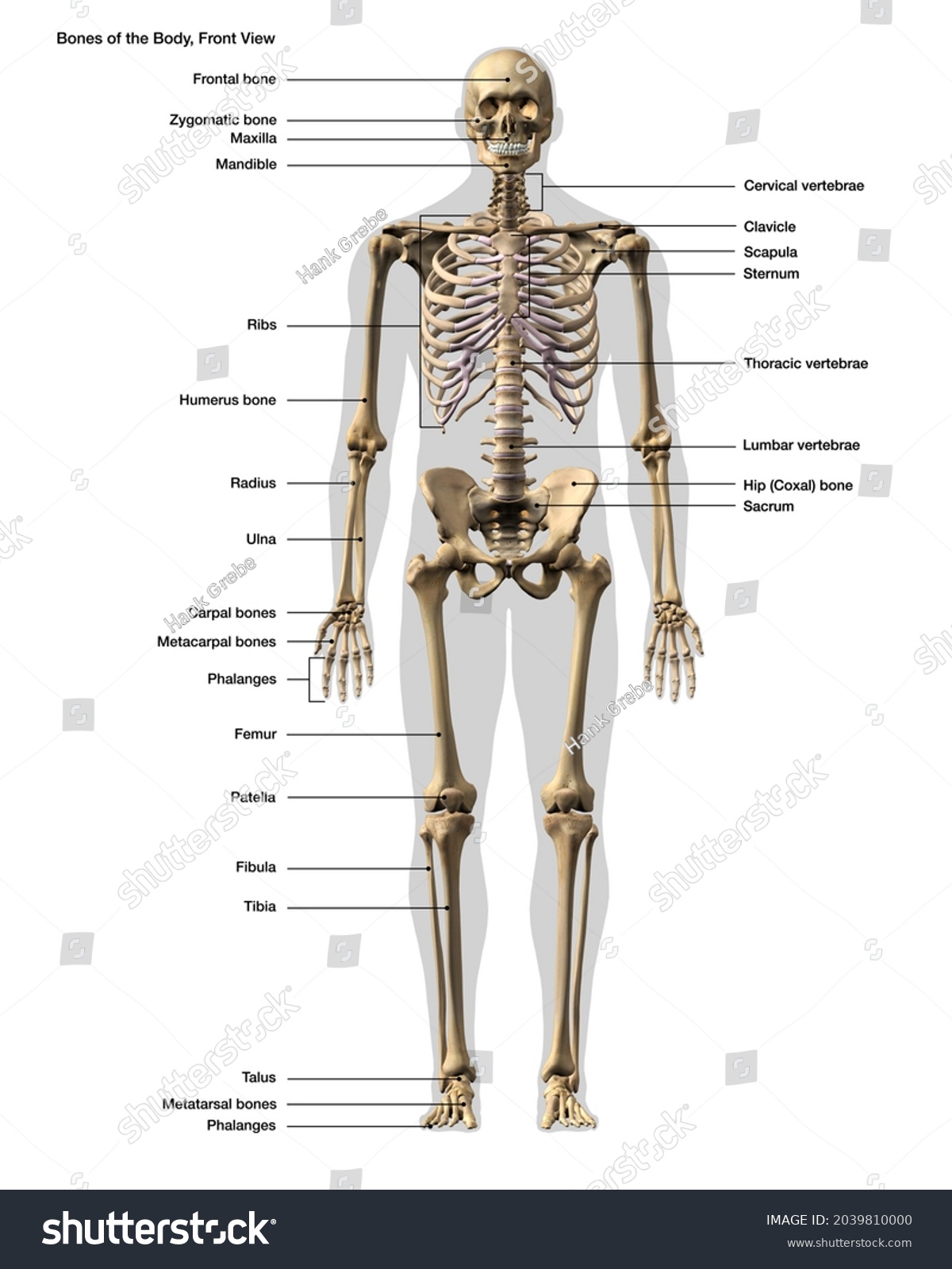 Skeletal System Labeling Male Full Body Stock Illustration 2039810000 ...