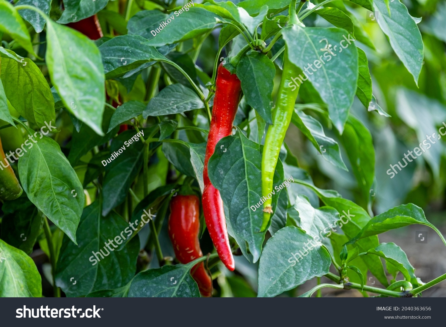 Beautiful Hot Pepper Garden Hightech Cultivation Stock Photo 2040363656 ...