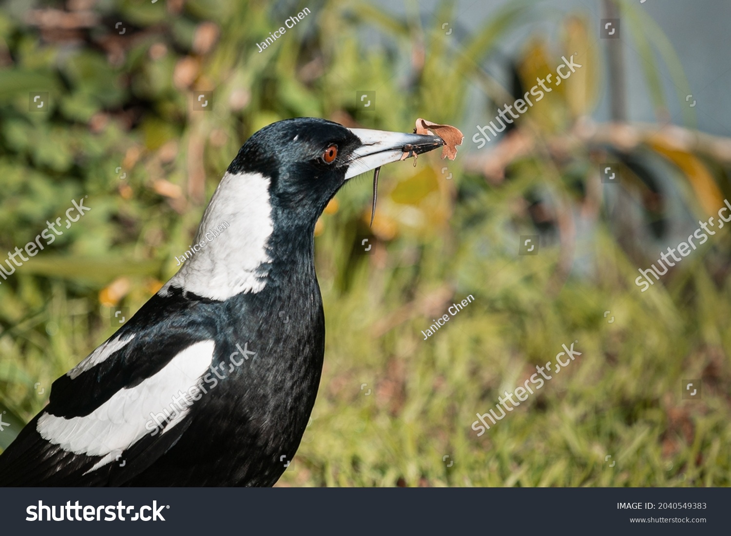 Male Australian Magpie Caught Worm Beak Stock Photo 2040549383 ...