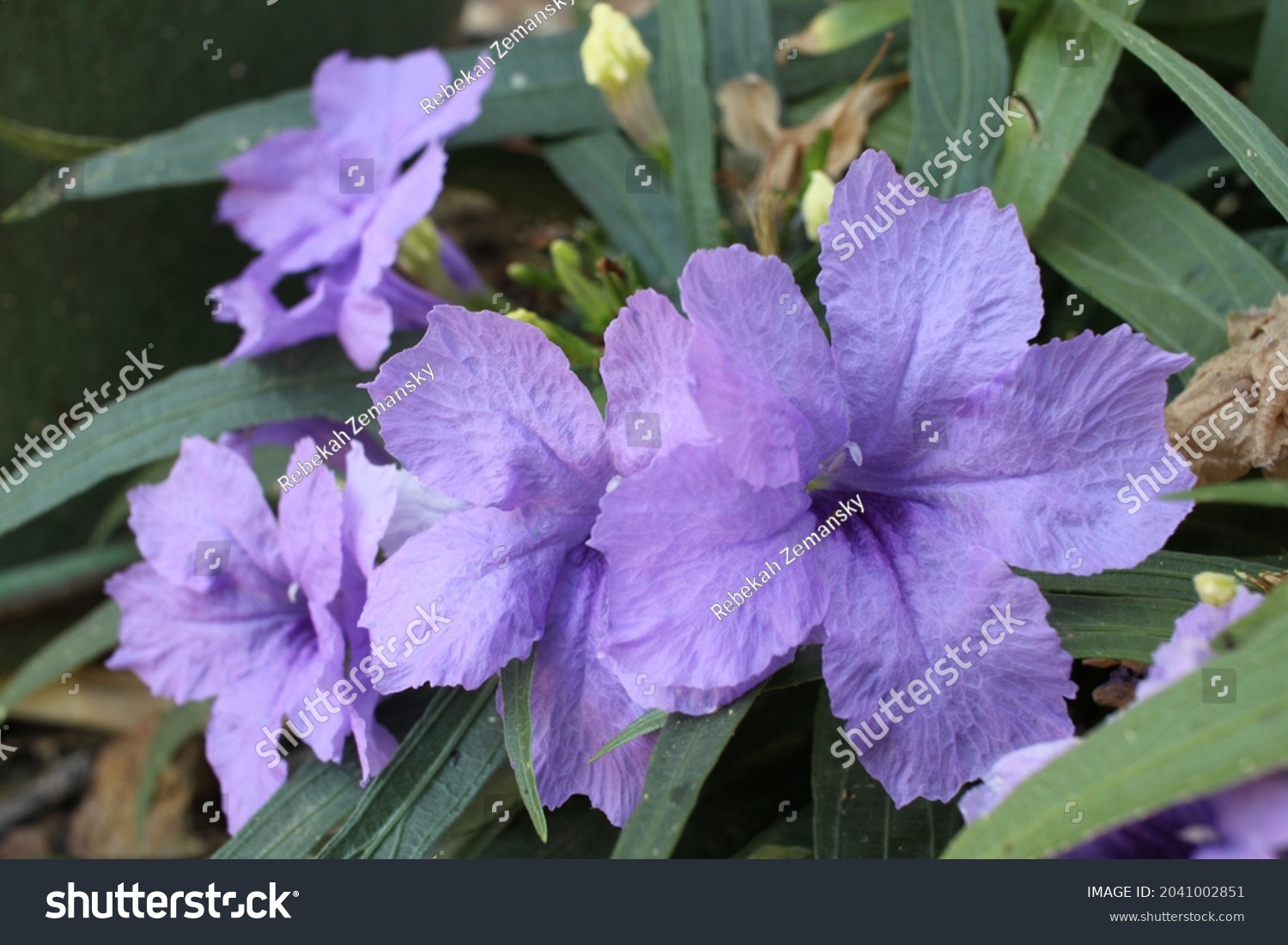 Blue Ruellia Angustifolia Plant Colorful Flowers Stock Photo 2041002851 ...