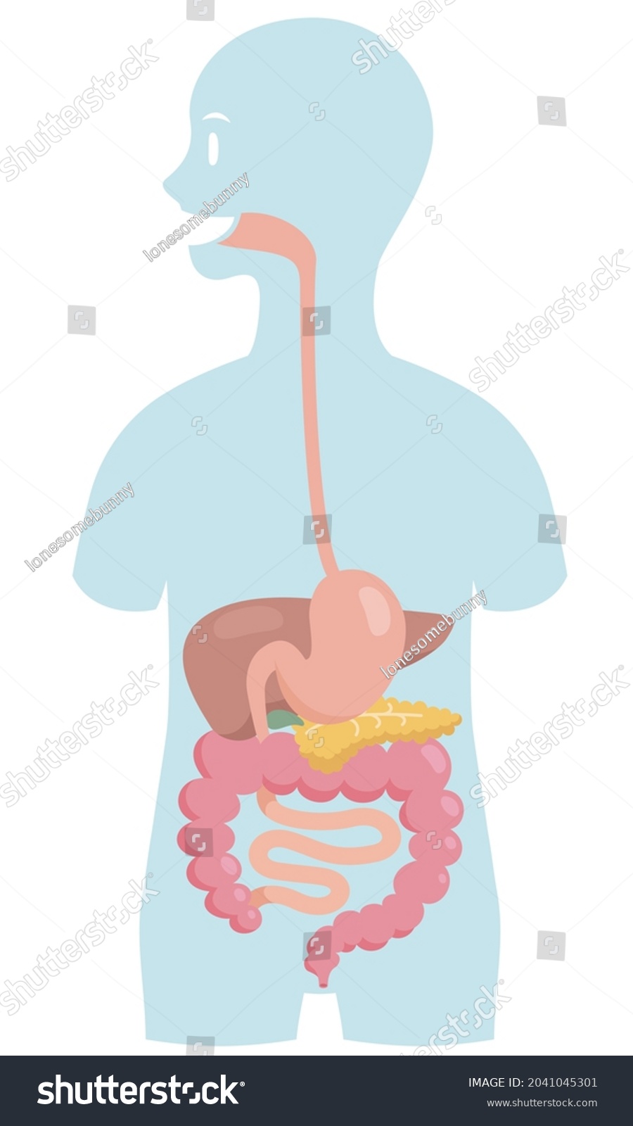 Cartoon Style Human Anatomy Digestive Organs Stock Vector (Royalty Free ...