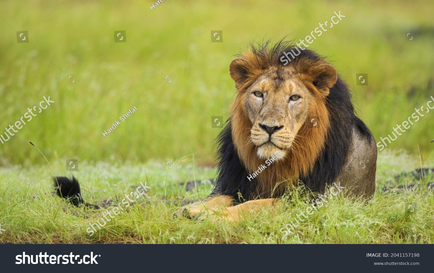 915 Gir National Park Gujarat Images, Stock Photos & Vectors | Shutterstock