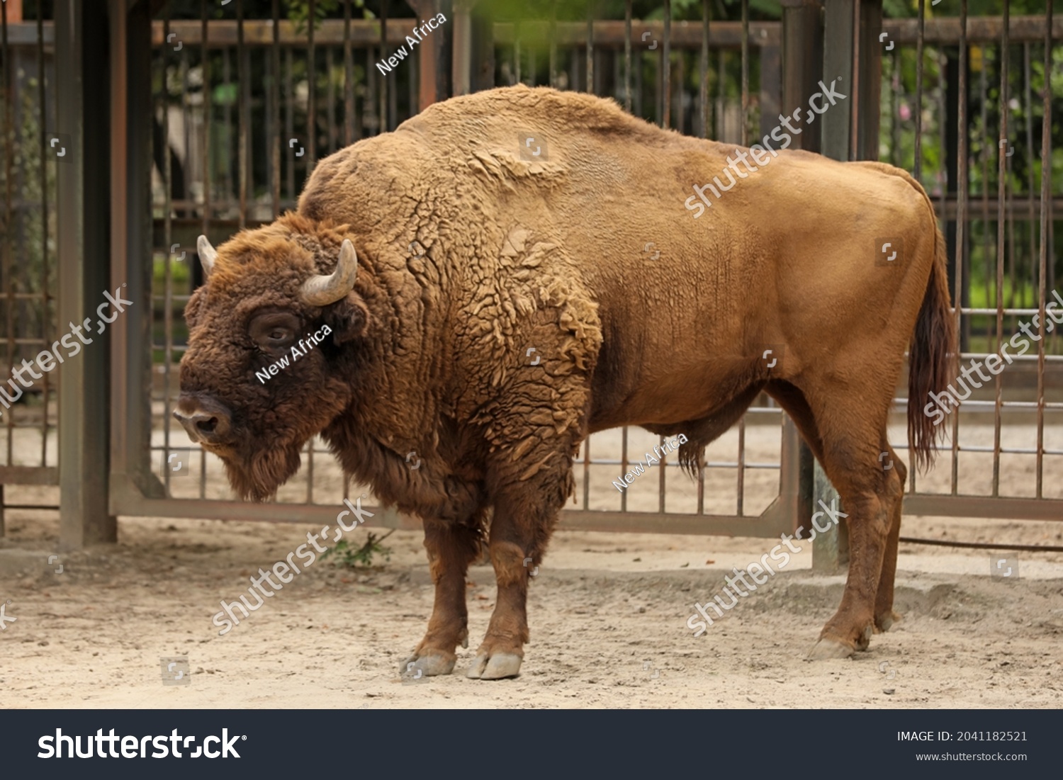 American Bison Zoo Enclosure Wild Animal Stock Photo 2041182521 ...