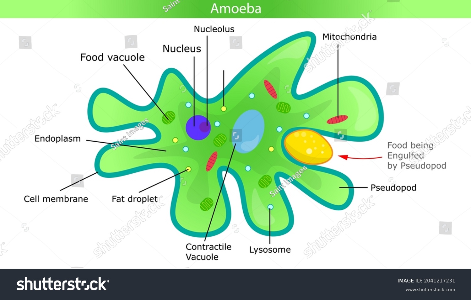 a labeled parts of a amoeba        
        <figure class=