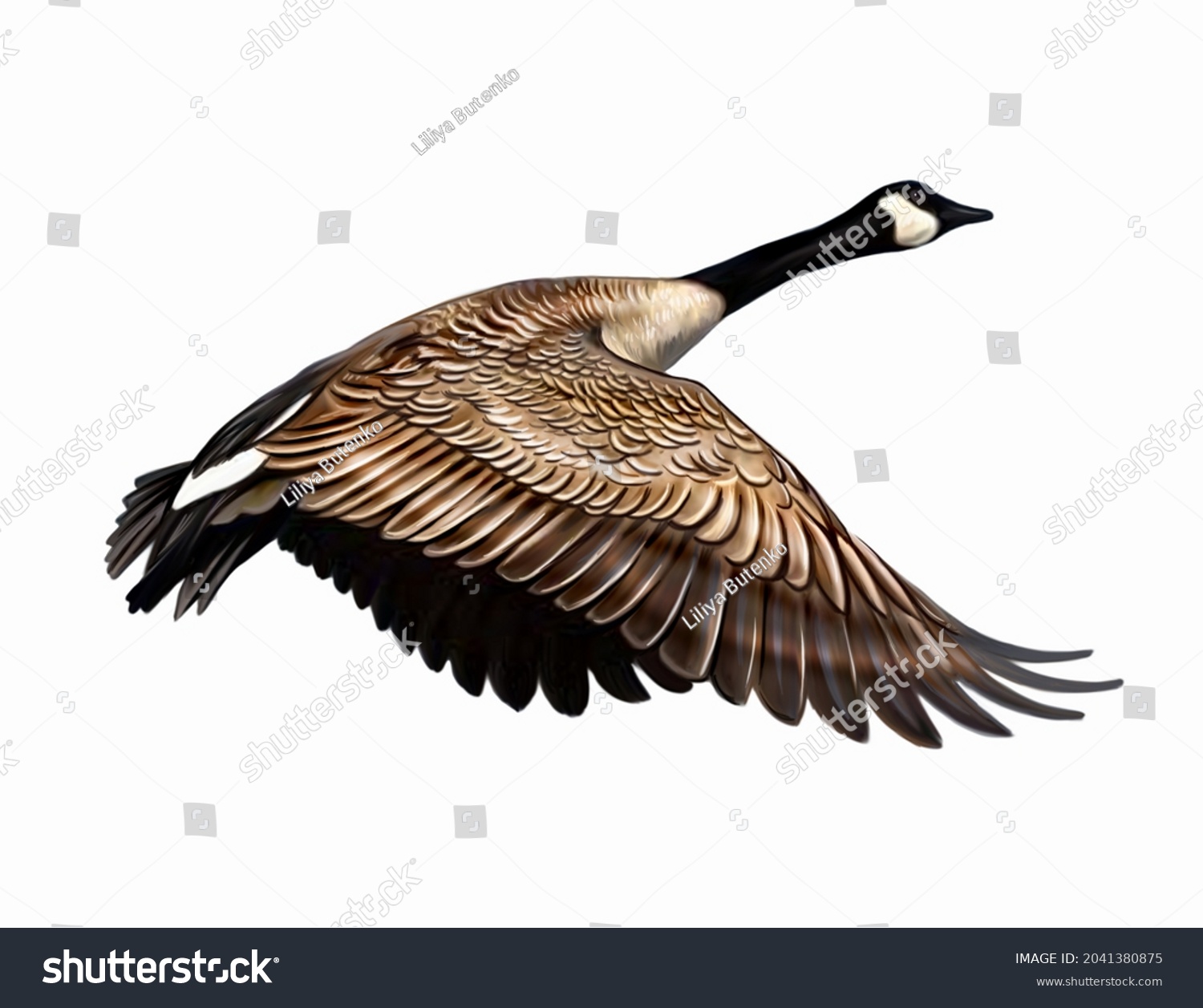 Canada Goose Branta Canadensis Flying Realistic Stock Illustration