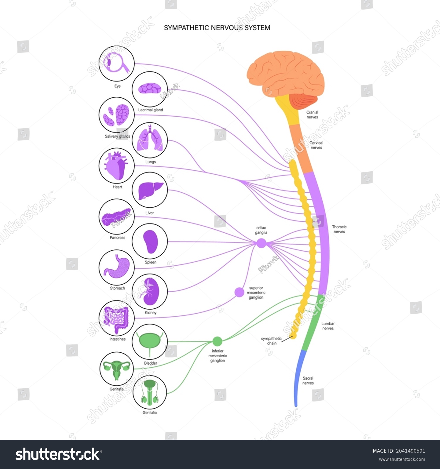 Sympathetic Nervous System Diagram Brain Nerves Stock Vector (Royalty ...