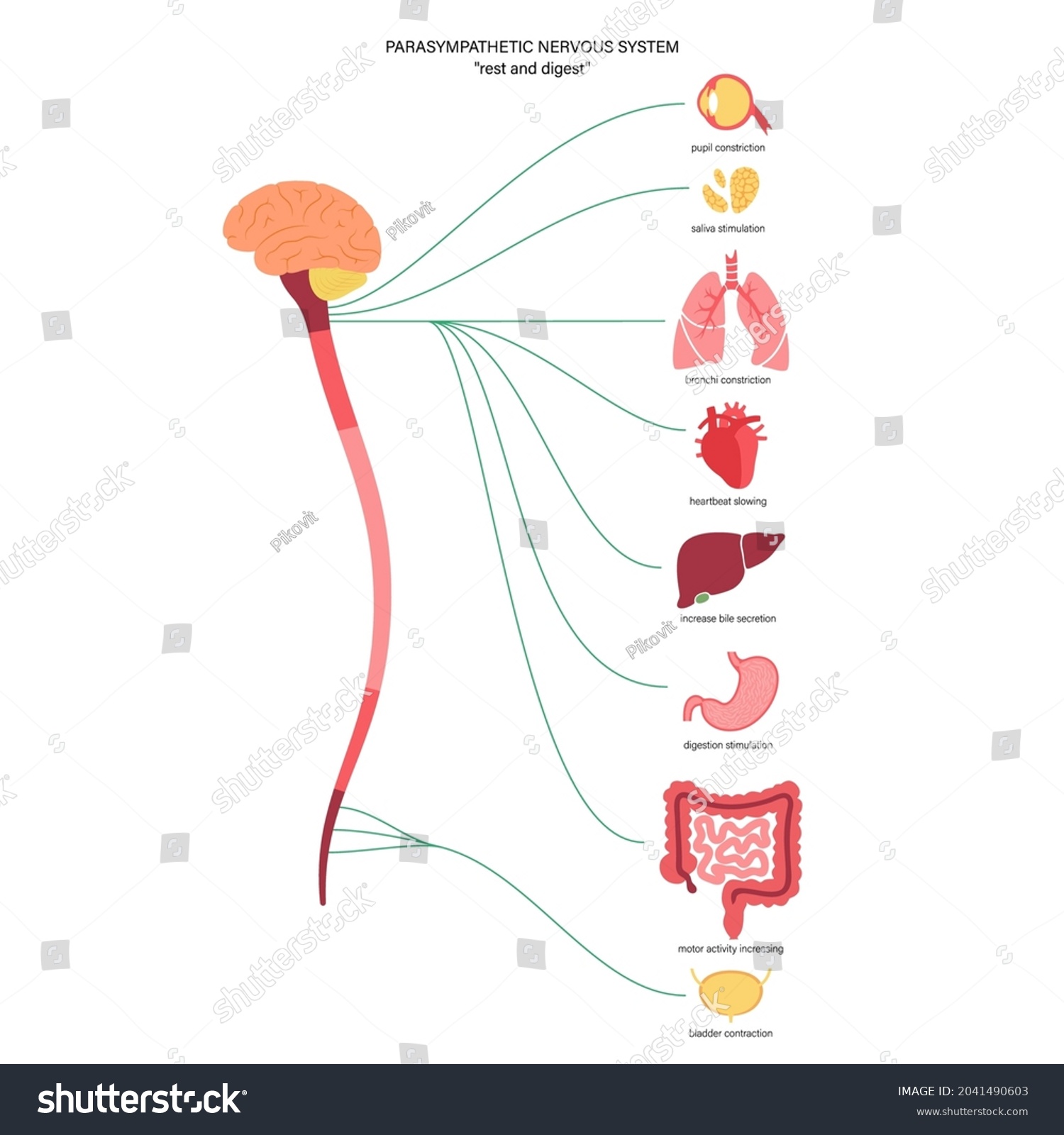 Parasympathetic Nervous System Diagram Brain Nerves Stock Vector ...