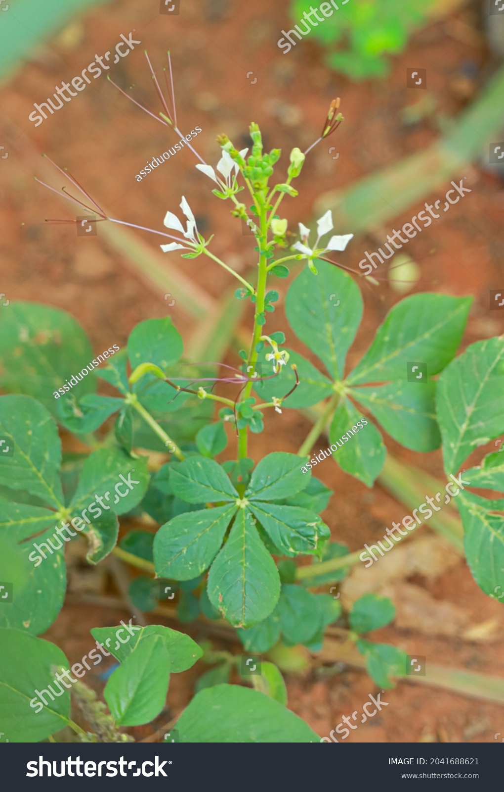 Wild Spider Flower Spider Weed Vegetable Stock Photo 2041688621 ...