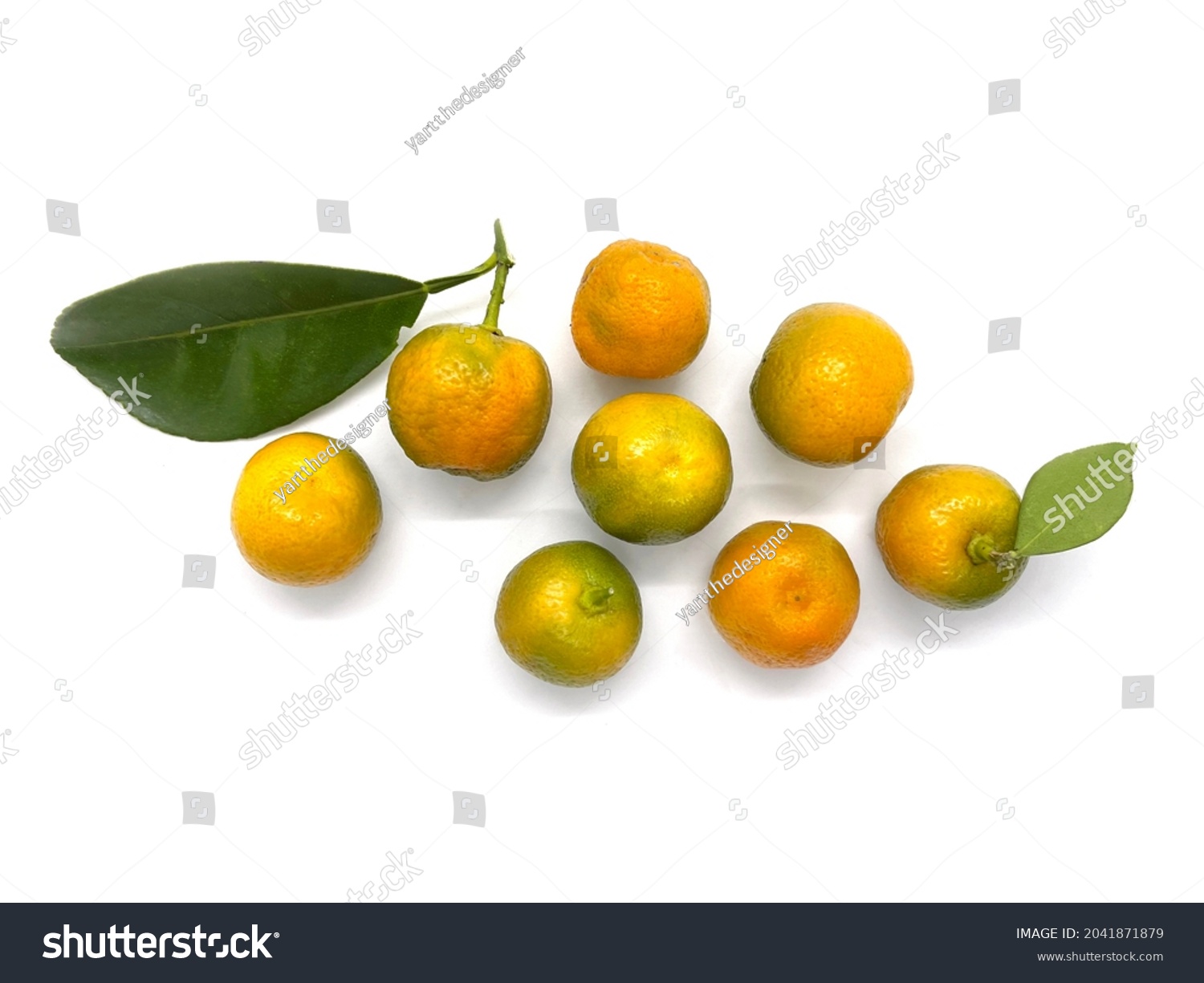 Calamansi Lime Citrus Microcarpa Limau Kasturi Stock Photo 2041871879