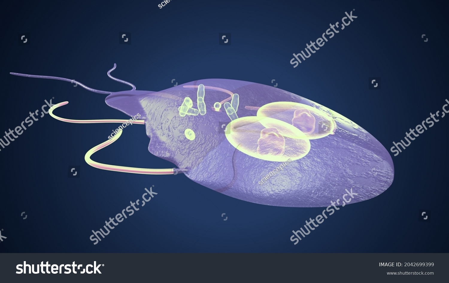 Structure Giardia Duodenalis 3d Illustration Stock Illustration ...