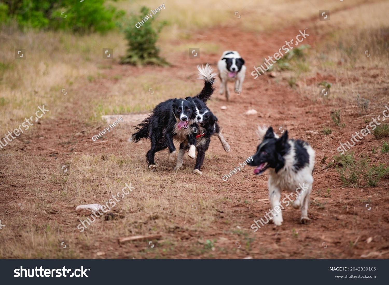 Working Breed Cattle Dogs Play Border Stock Photo 2042839106 | Shutterstock