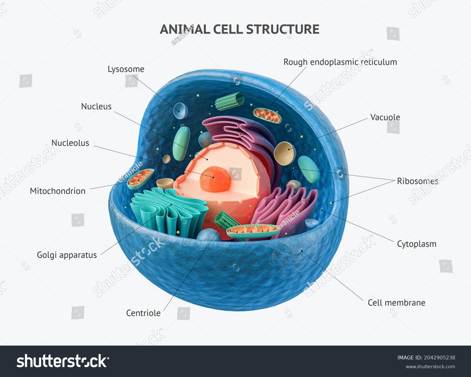 3d Rendering Biological Animal Cell Organelles Stock Illustration ...