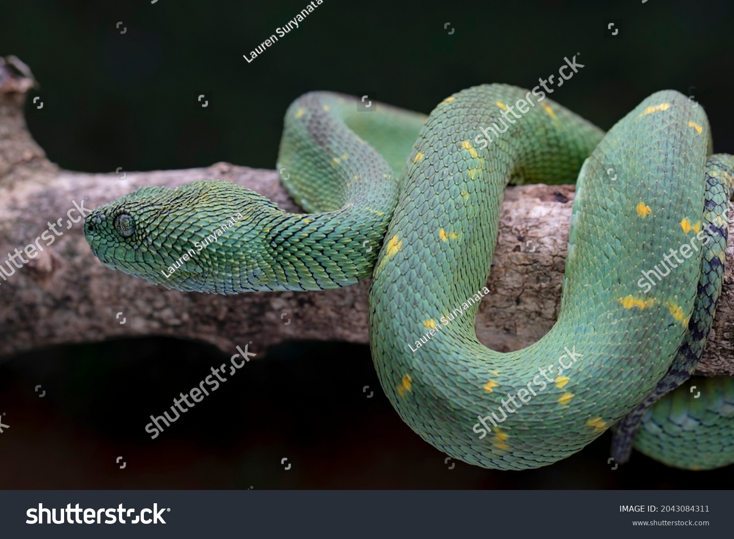 Western Bush Viper West African Leaf Stock Photo 2043084311 