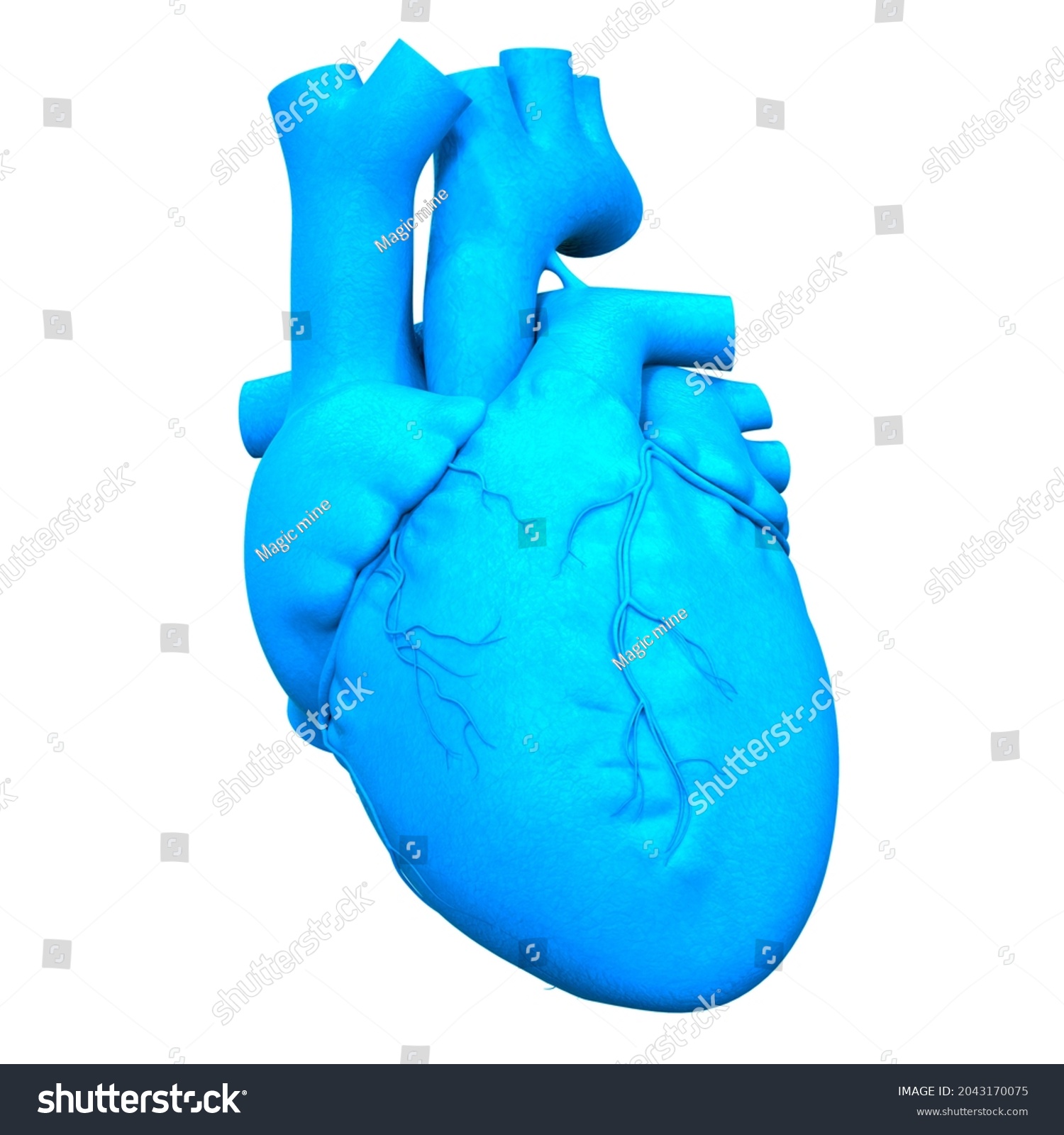 Human Circulatory System Heart Anatomy 3d Stock Illustration 2043170075