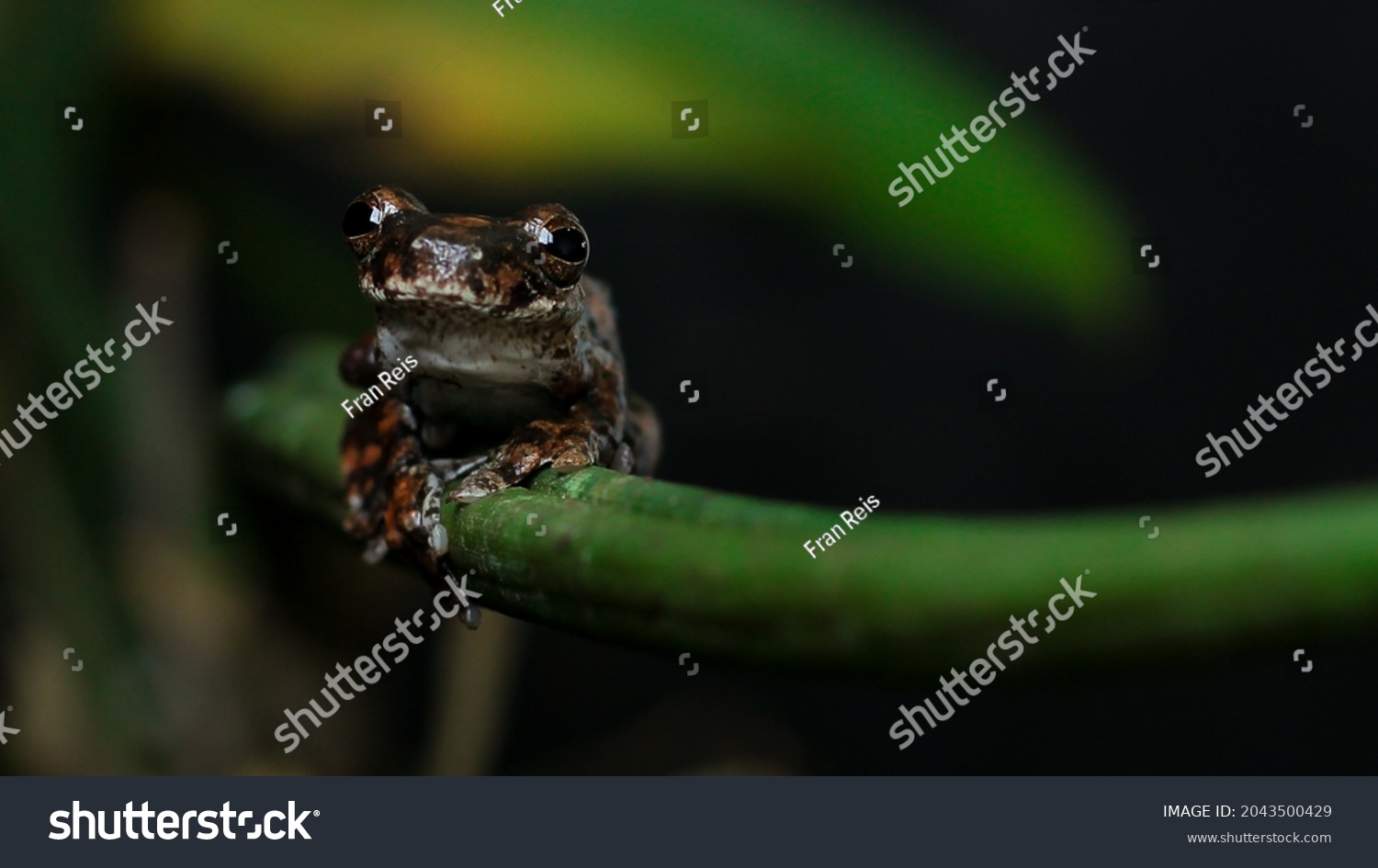 Diversity Amphibians Amazon Rainforest Stock Photo 2043500429