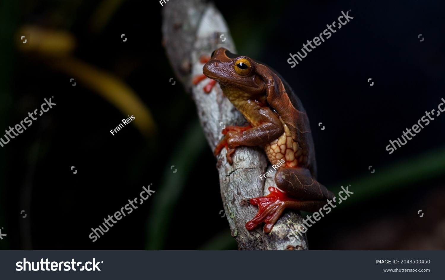 Diversity Amphibians Amazon Rainforest Stock Photo 2043500450