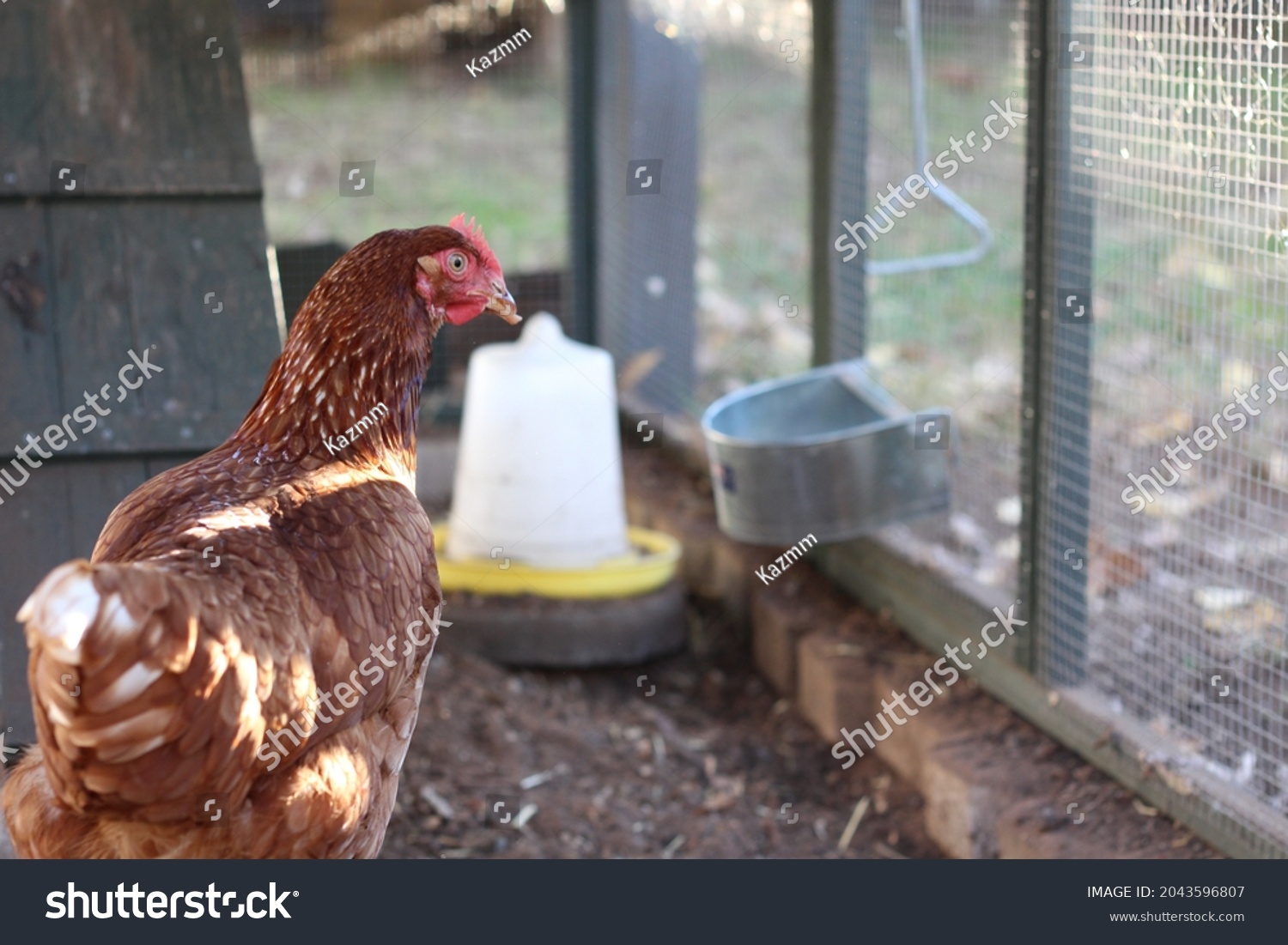 Bovans brown chickens