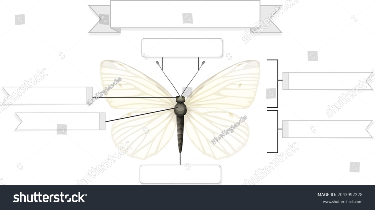 External Anatomy Butterfly Worksheet Illustration Stock Vector (Royalty ...