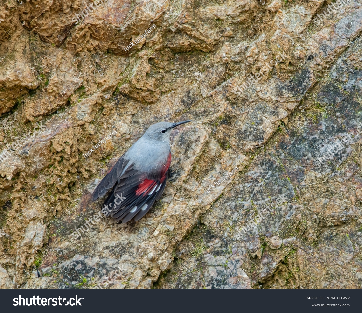 Beautiful Bird Wallcreeper Tichodroma Muraria Rest Stock Photo ...