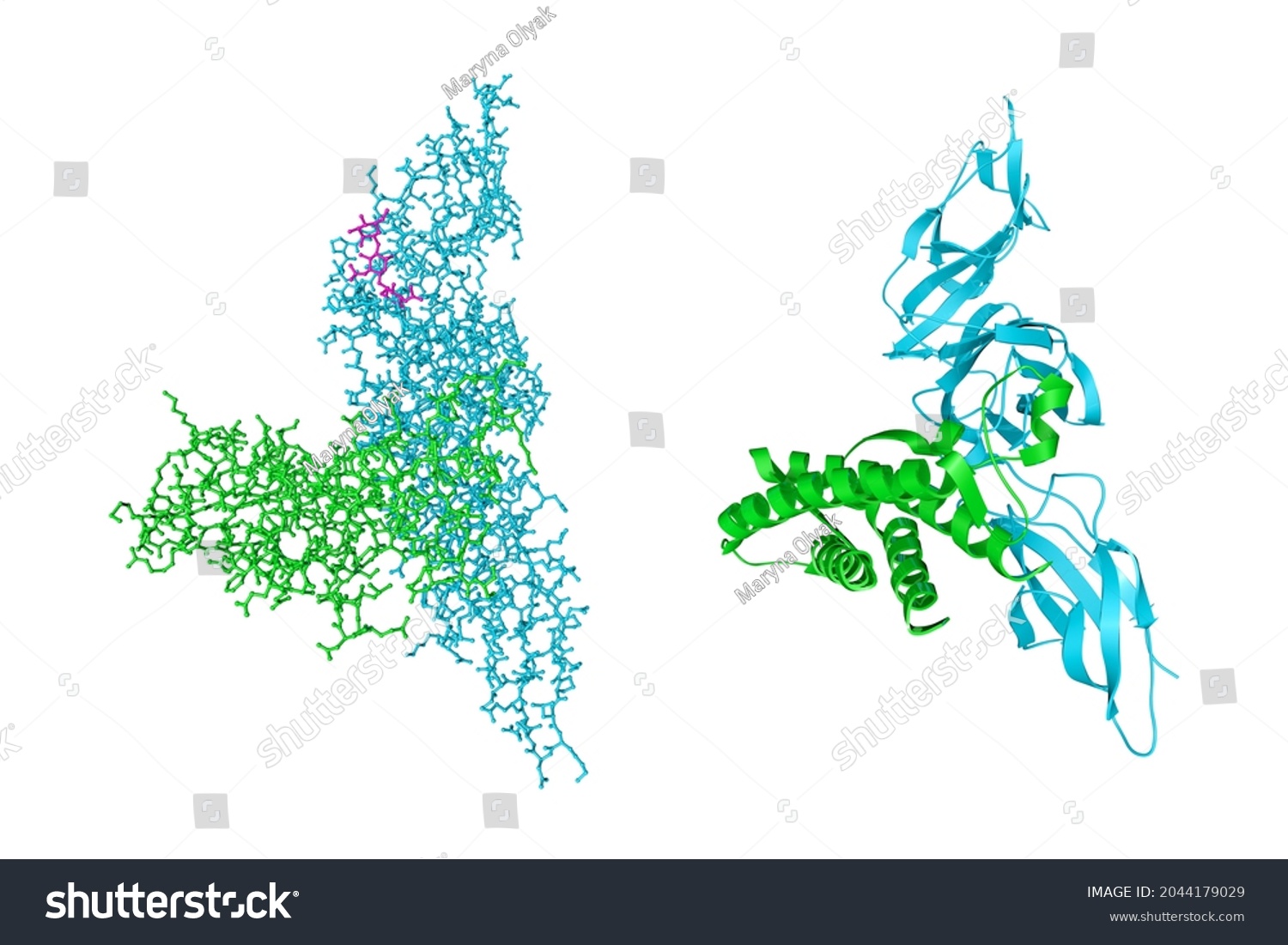 Crystal Structure Molecular Model Human Interleukin12 Stock ...