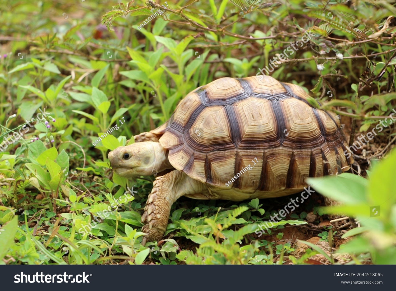 African Sulcata Tortoise Natural Habitatclose African Stock Photo ...