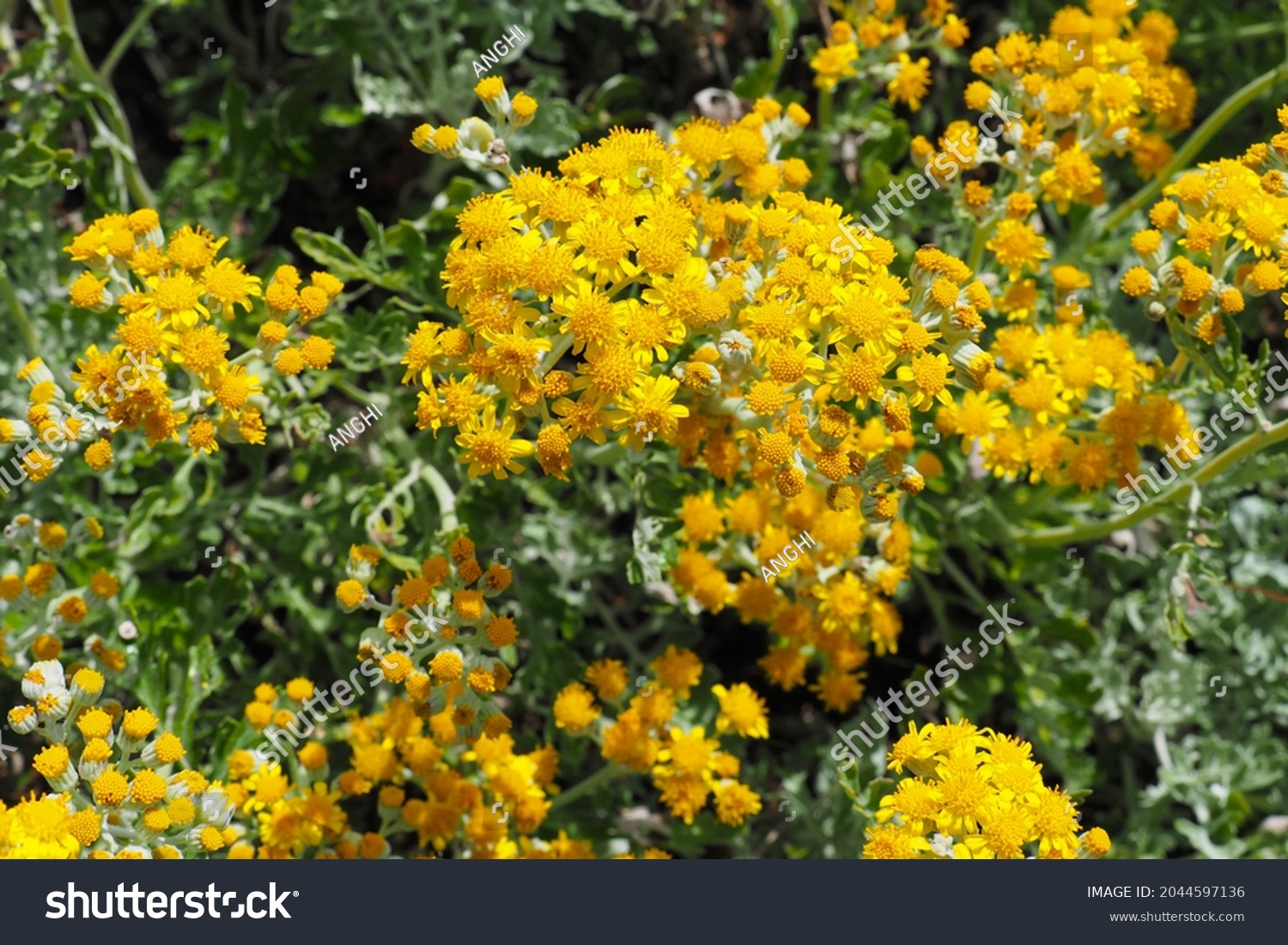 Tanacetum Partridge Feather Green Silver White Stock Photo 2044597136 ...