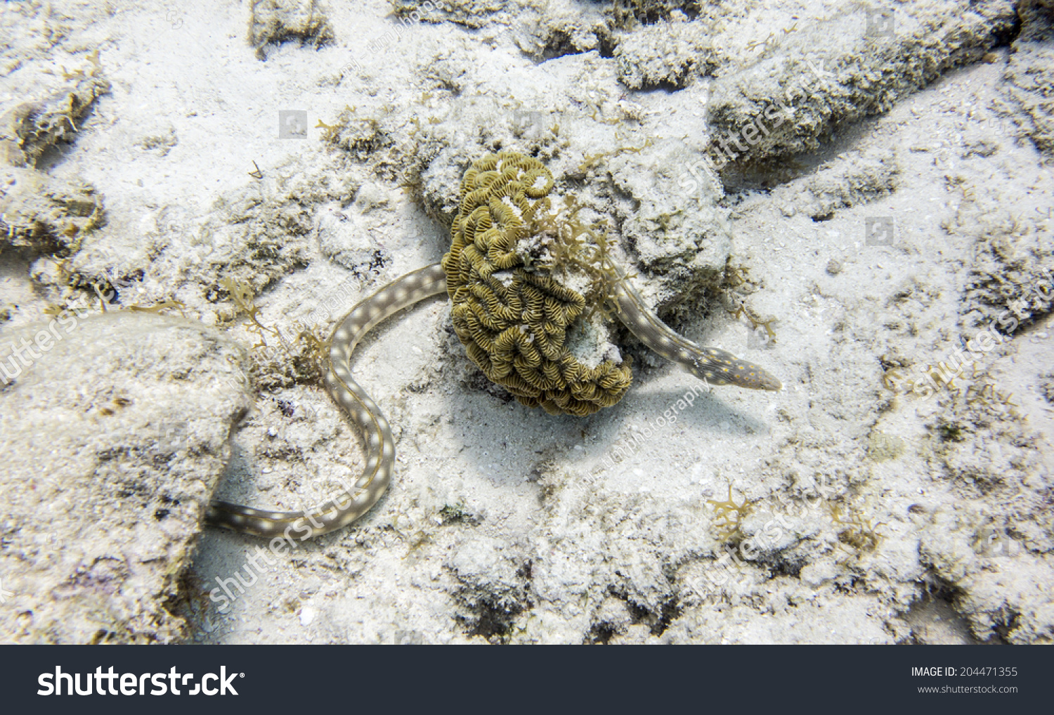 Curacao Dutch Caribbean