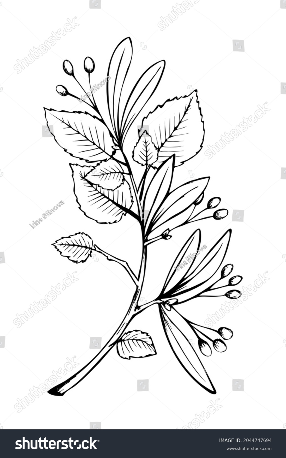 Linden Tree Branch Leaves Sketch Sketch Stock Illustration 2044747694 ...