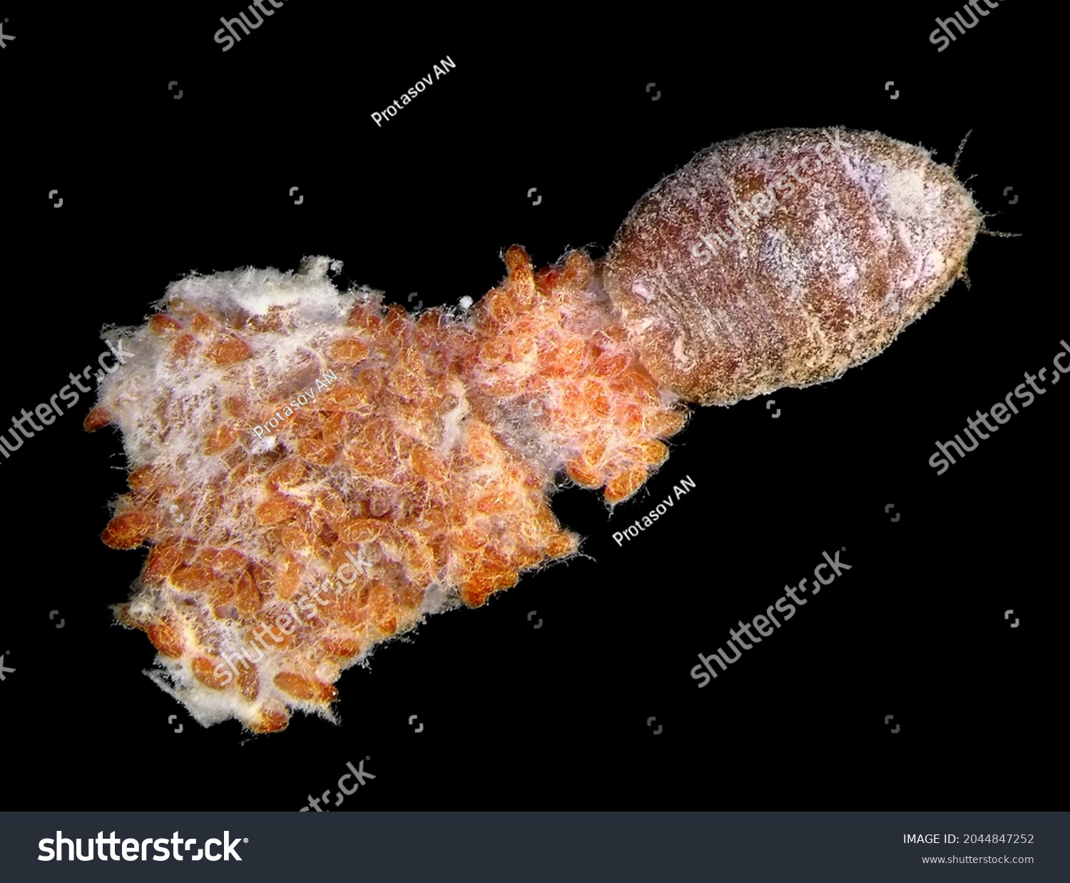 Pink Hibiscus Mealybug Maconellicoccus Hirsutus Hemiptera Stock Photo ...