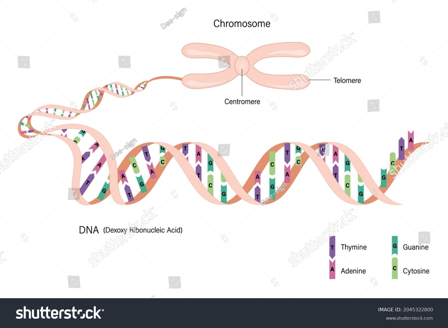 Diagram Chromosome Dnadeoxyribonucleic Acid Nitrogenous Bases Stock ...