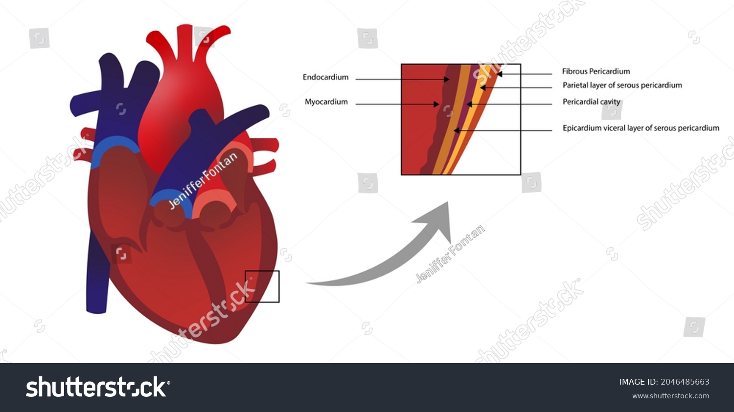 Layers Heart Walls Endocardium Myocardium Layers Stock Illustration ...