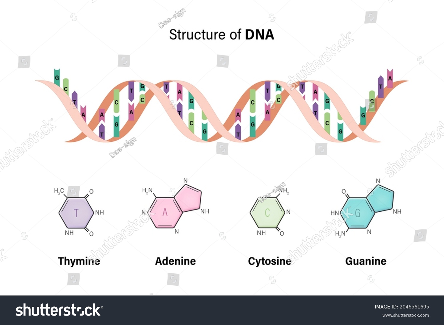 Structure Dna Deoxyribonucleic Acids Nitrogenous Base Stock Vector ...